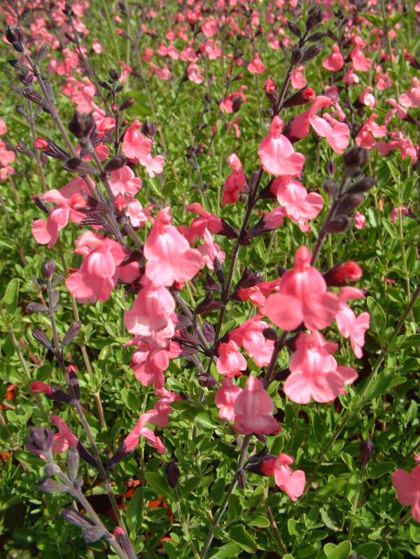 Salvia x jamensis 'La Siesta'