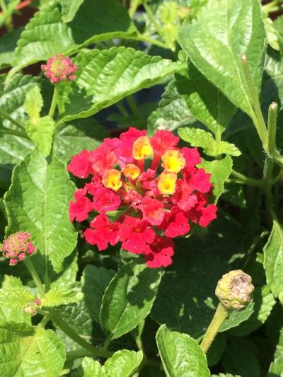 Lantana camara 'Bandana Cherry'