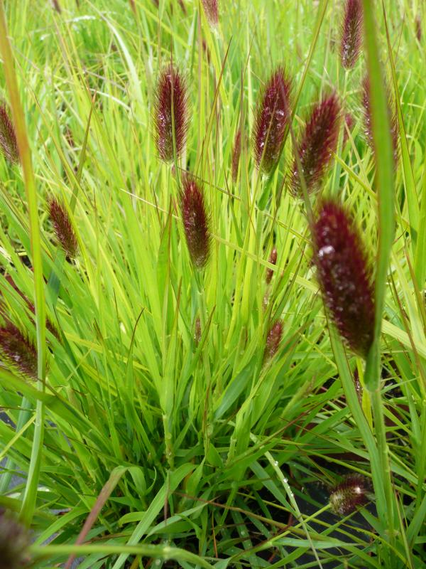 Pennisetum massaicum 'Red Buttons'