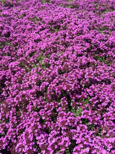Thymus praecox 'Coccineus'