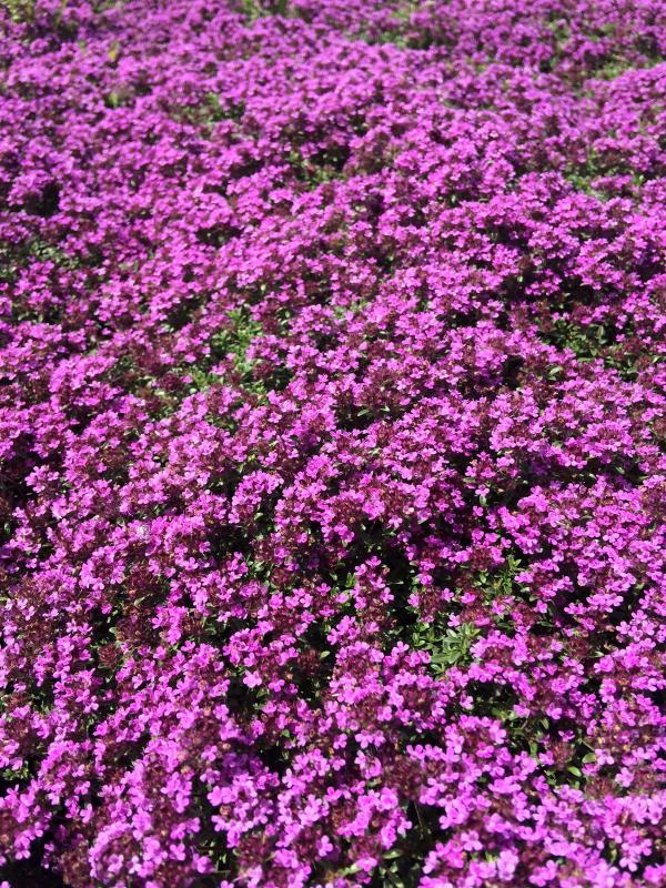 Thymus praecox 'Coccineus'