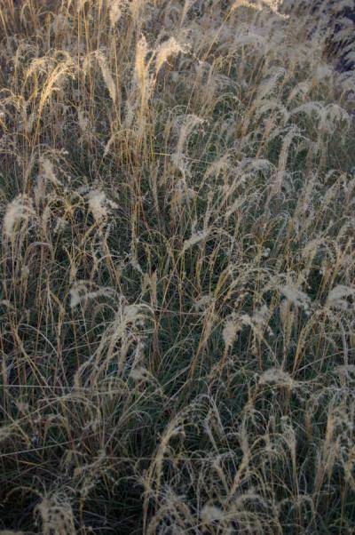 Miscanthus sinensis 'Yaku Jima'