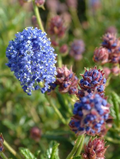 Ceanothus 'Concha'