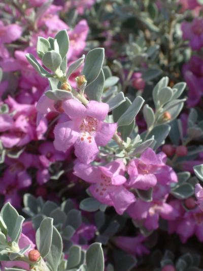 Leucophyllum frutescens