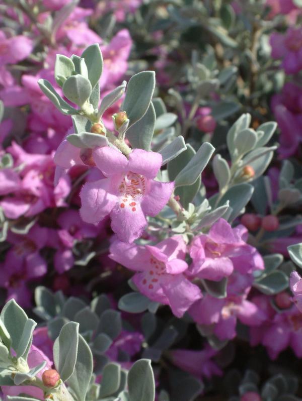 Leucophyllum frutescens