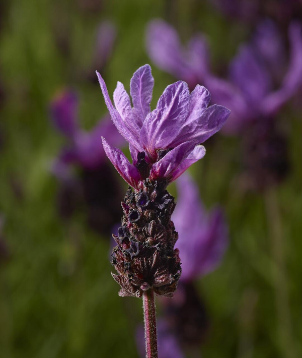 Lavandula stoechas 'Lavita Purple'