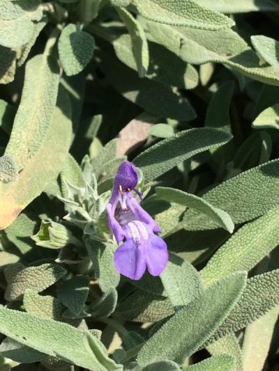 Salvia lavandulifolia subsp. blancoana