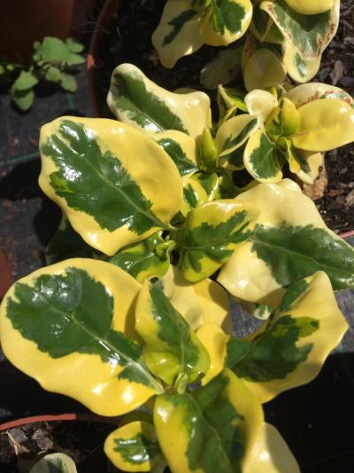 Coprosma repens 'Taupata Gold'