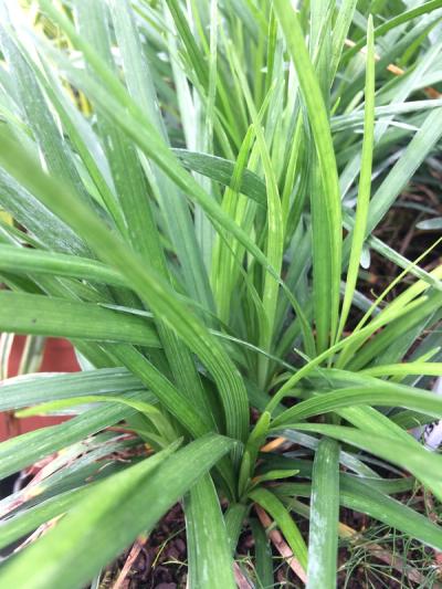 Liriope 'Isabella' ®