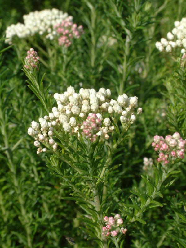 Ozothamnus diosmifolius