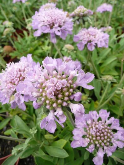 Scabiosa cretica