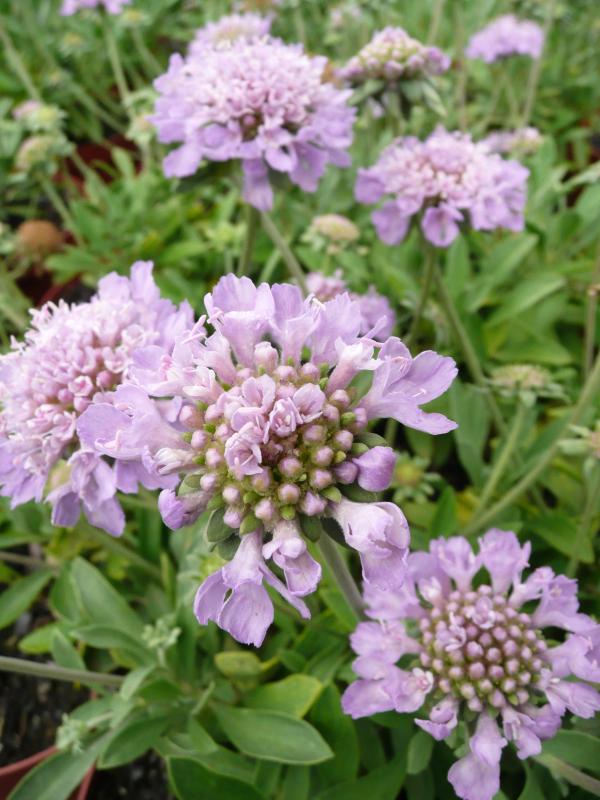 Scabiosa cretica