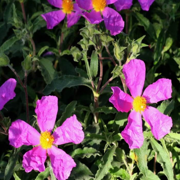 Cistus x tephreus