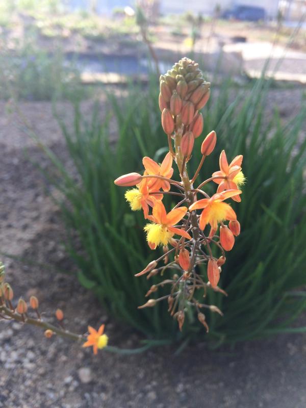 Bulbine frutescens 'Hallmarck'