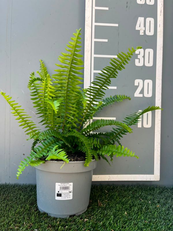 Nephrolepis obliterata 'Emerald Queen'