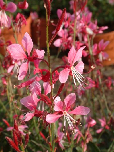 Gaura lindheimeri 'Siskiyou Pink'
