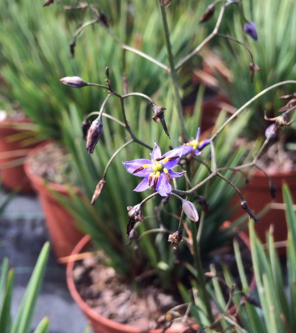 Dianella revoluta 'Little Rev' ®