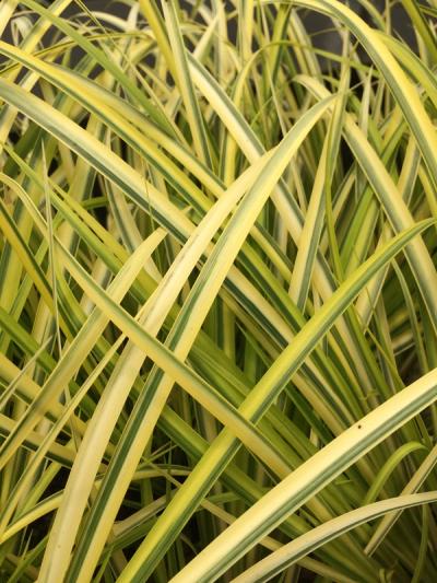 Acorus gramineus 'Ogon'