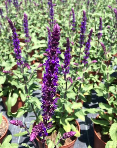 Salvia nemorosa 'Caradonna'