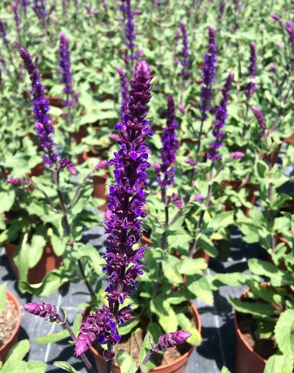 Salvia nemorosa 'Caradonna'