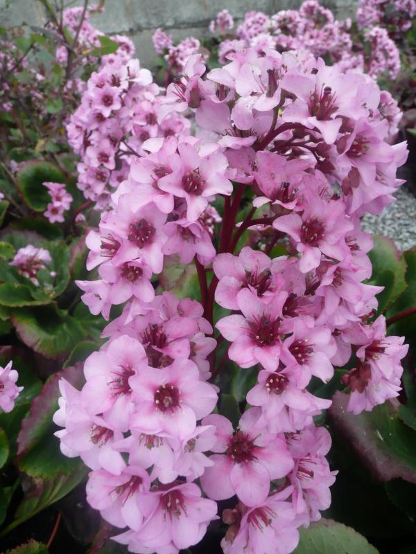 Bergenia crassifolia