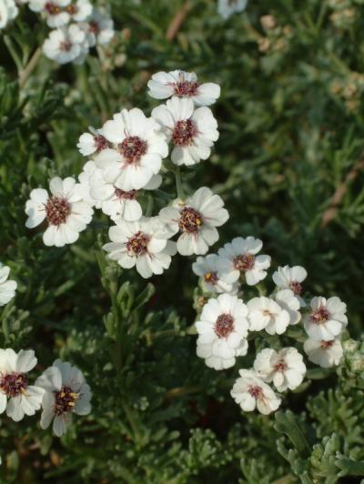 Eriocephalus africanus