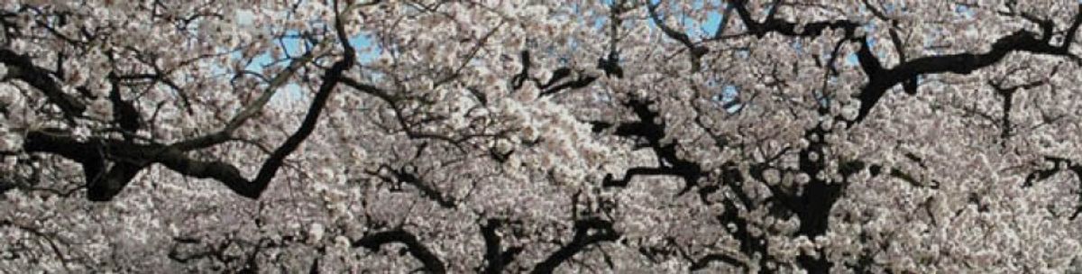 Benvinguda al Blog de Sala Graupera