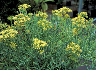 Crithmum maritimum