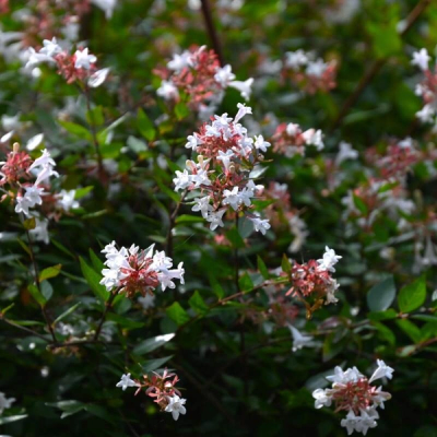 Abelia x grandiflora 'Prostrate White'