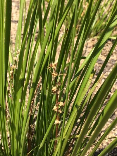 Lomandra longifolia 'Tanika' ®