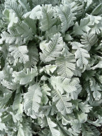 Tanacetum densum 'Amanii'