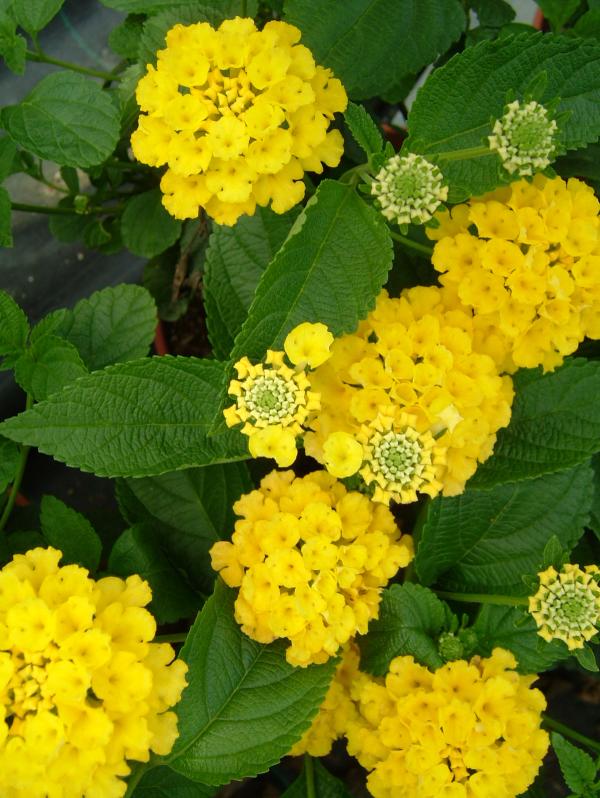 Lantana camara 'Bandana Lemon Zest'