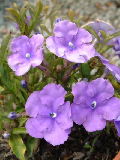 Brunfelsia pauciflora