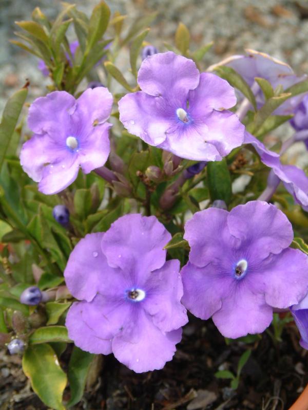 Brunfelsia pauciflora