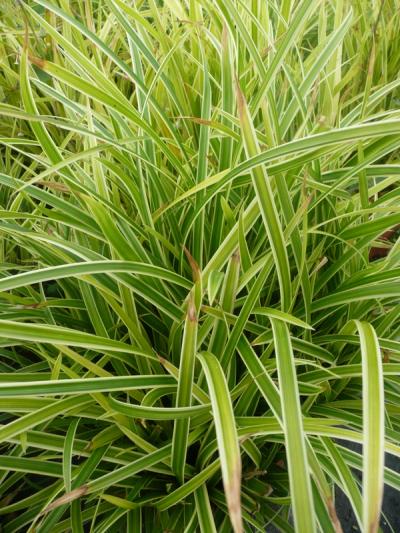 Carex morrowii 'Ice Dance'