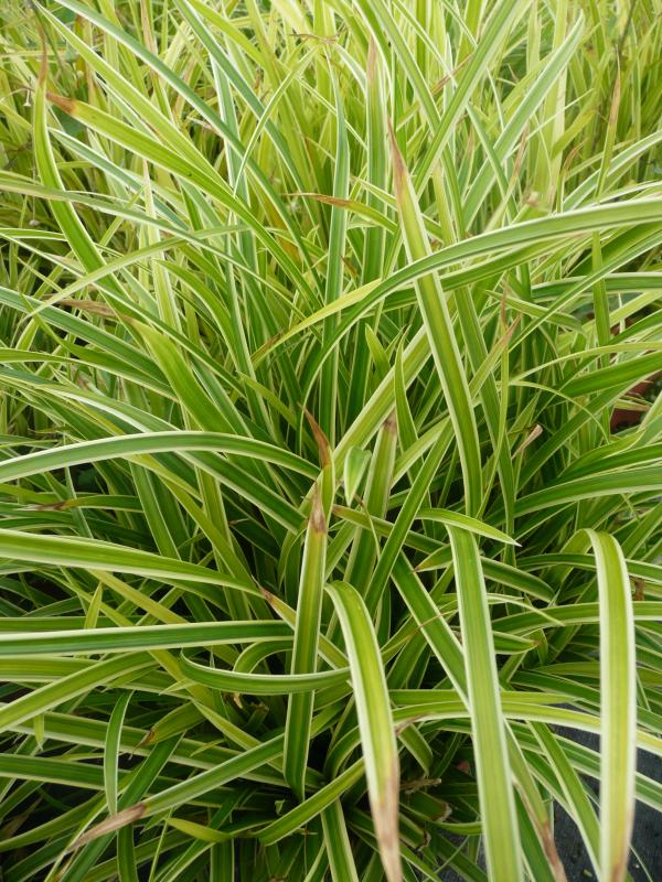 Carex morrowii 'Ice Dance'