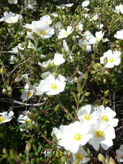 Halimiocistus sahucii