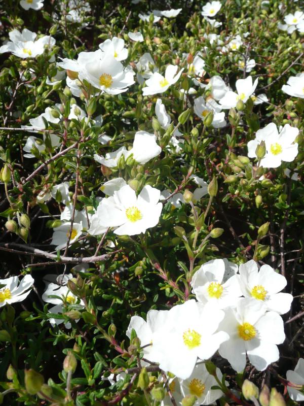 Halimiocistus sahucii