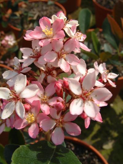 Rhaphiolepis x indica 'Springtime'