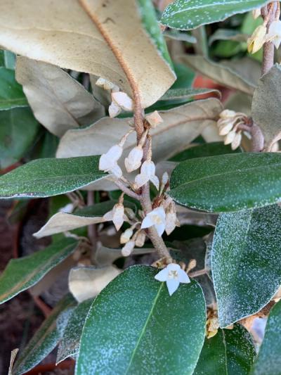 Elaeagnus x submacrophylla