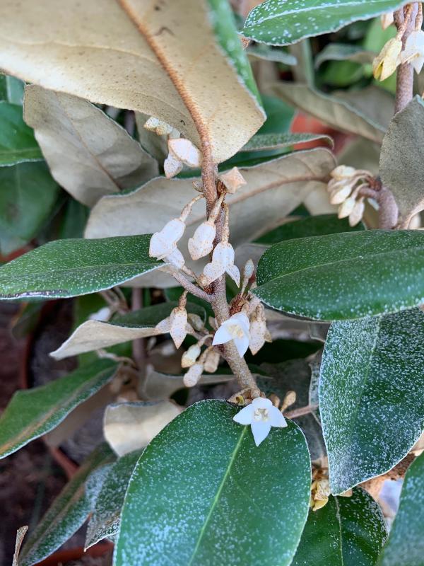 Elaeagnus x submacrophylla