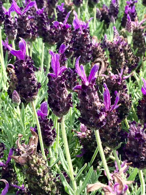 Lavandula stoechas 'Blue'