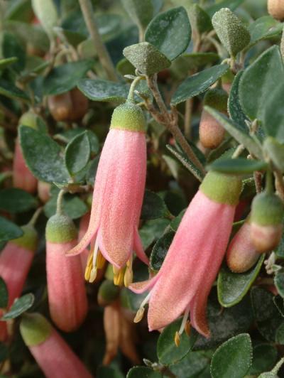 Correa pulchella 'Pink Eyre'