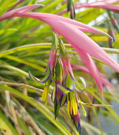Billbergia nutans