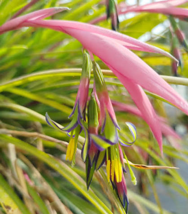 Billbergia nutans