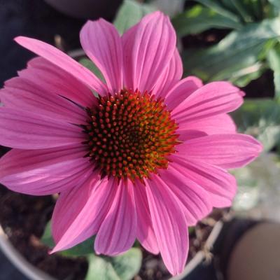 Echinacea purpurea