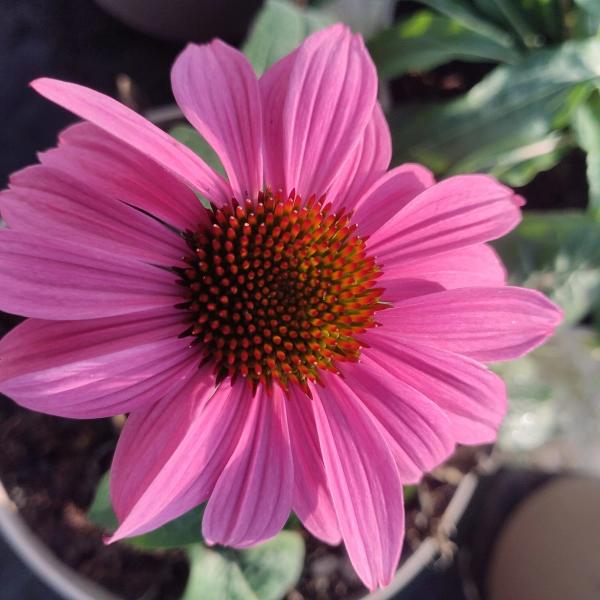 Echinacea purpurea