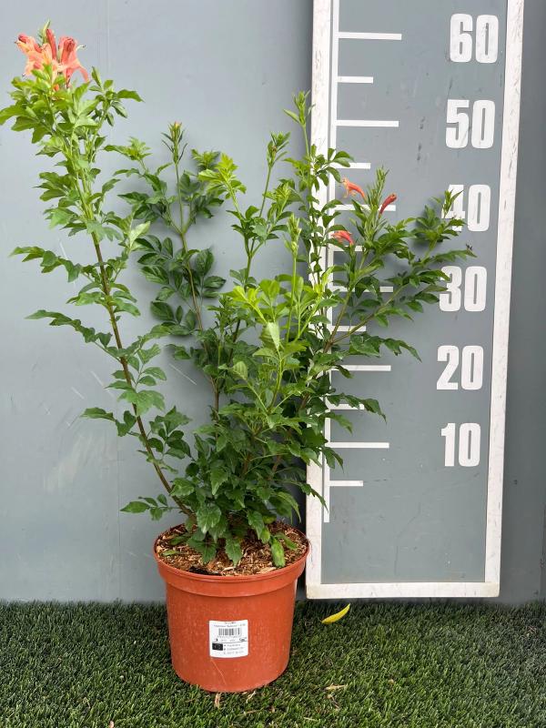 Tecoma capensis 'Salmonea'