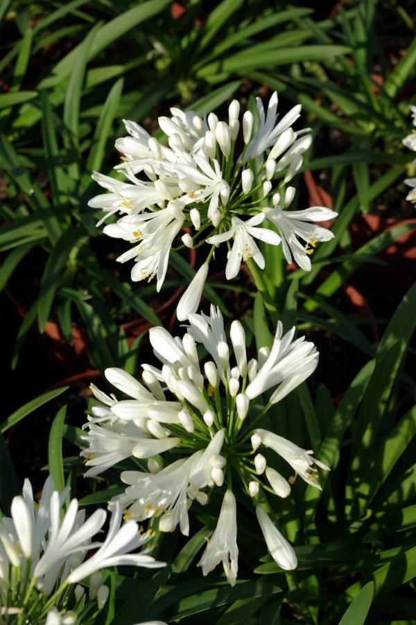 Agapanthus 'Peter Pan White'