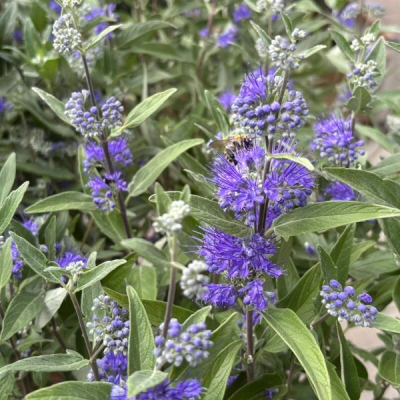 Caryopteris x clandonensis 'Kew Blue'